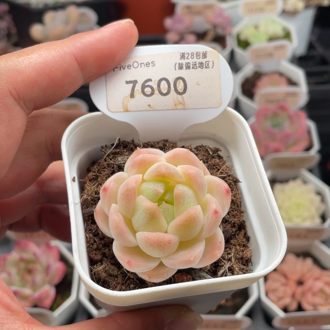 白桃汽水7600-4厘米
