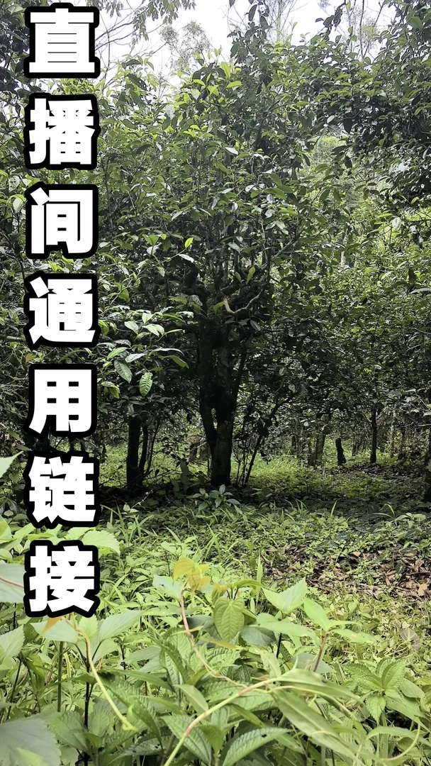 新会小青柑一颗10g