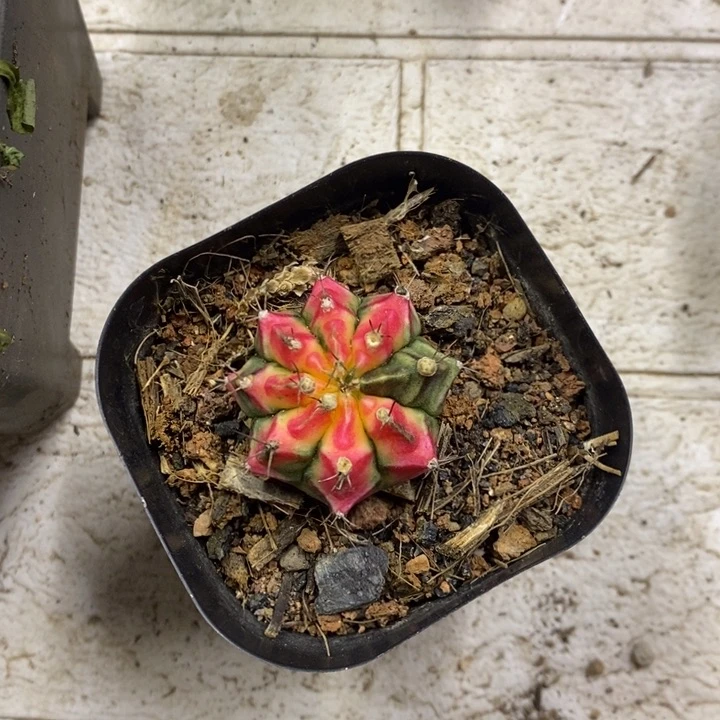 刺***花花蝴蝶牡丹锦特价福利