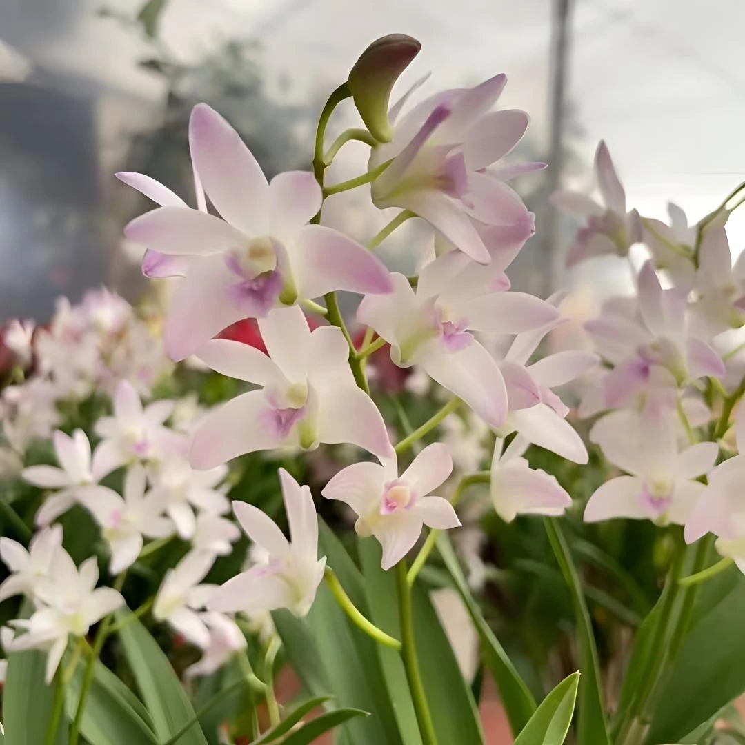 澳洲石斛兰花【桃霞】10年老桩好养易活室内阳台盆栽花卉