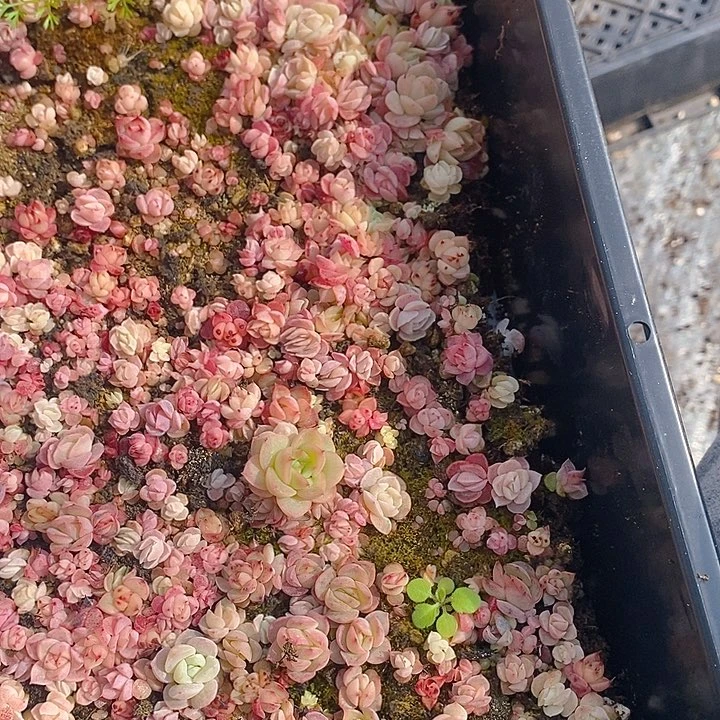 232 多肉植物盆栽花卉植物