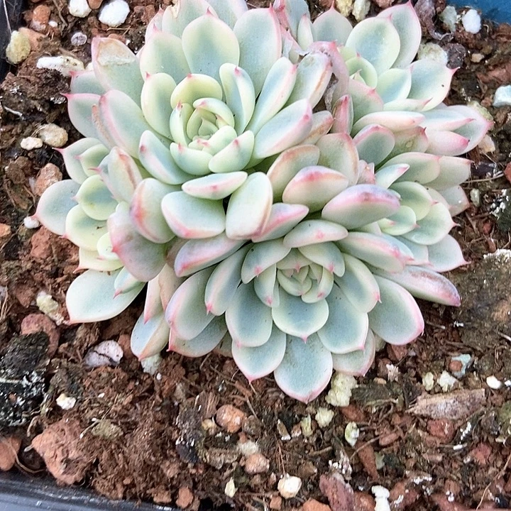 多肉植物姬莲锦53多肉