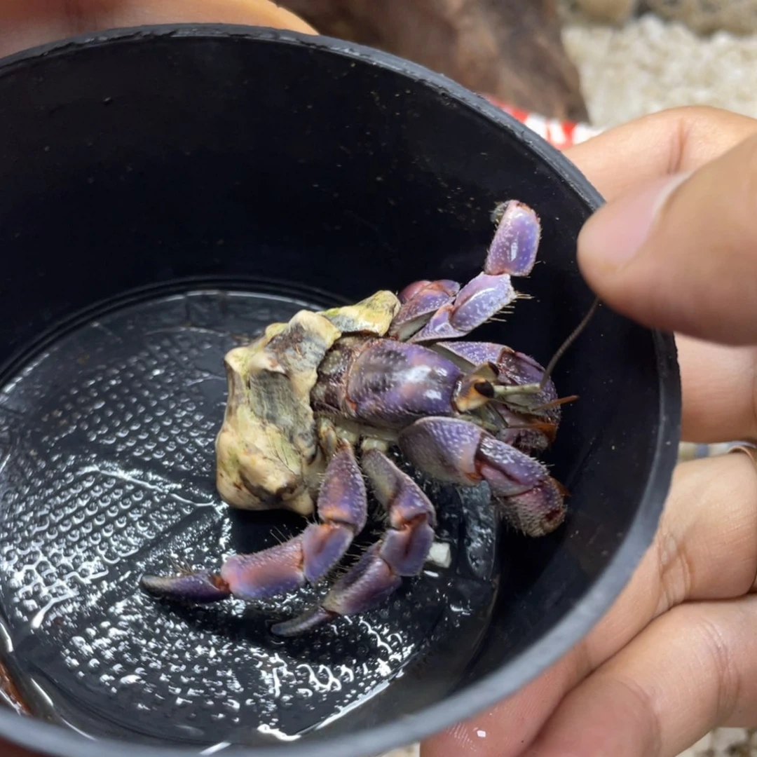 Ｓ***Ｇ2.4 不退不换，秒拍秒付