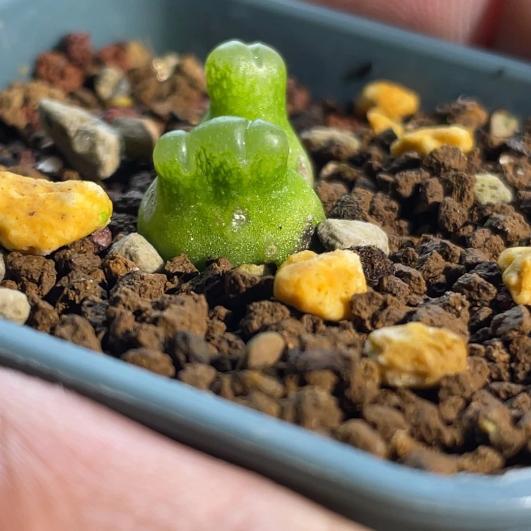 双头小怪怪小葫芦植物一物一拍