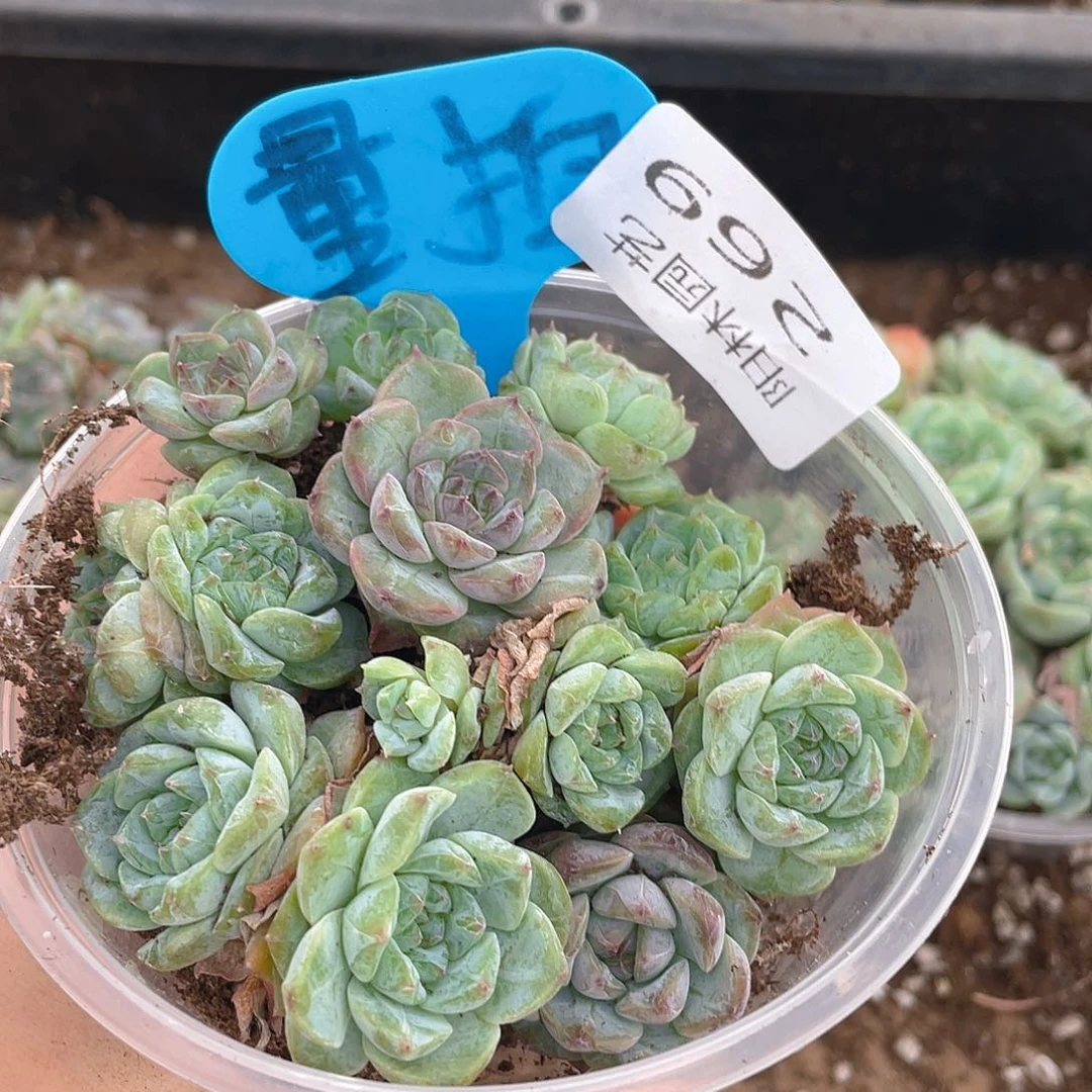 量拍多肉植物多肉植物269