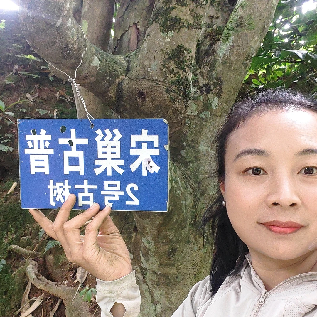 【单株】2025年森林单株头春·不挑黄片· 高品（回馈福利）散茶100克