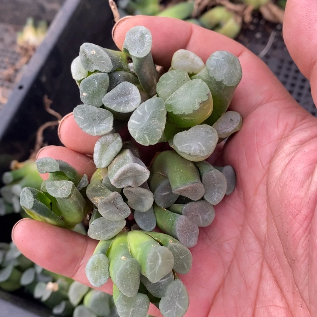 1121 一颗实生糯窗万象小鼻嘎 超级福利