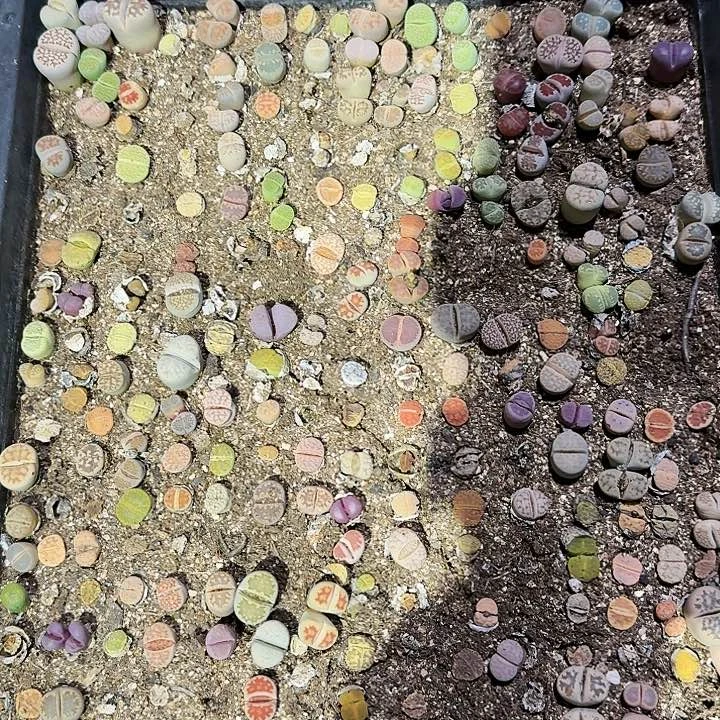 生石花1111。    218