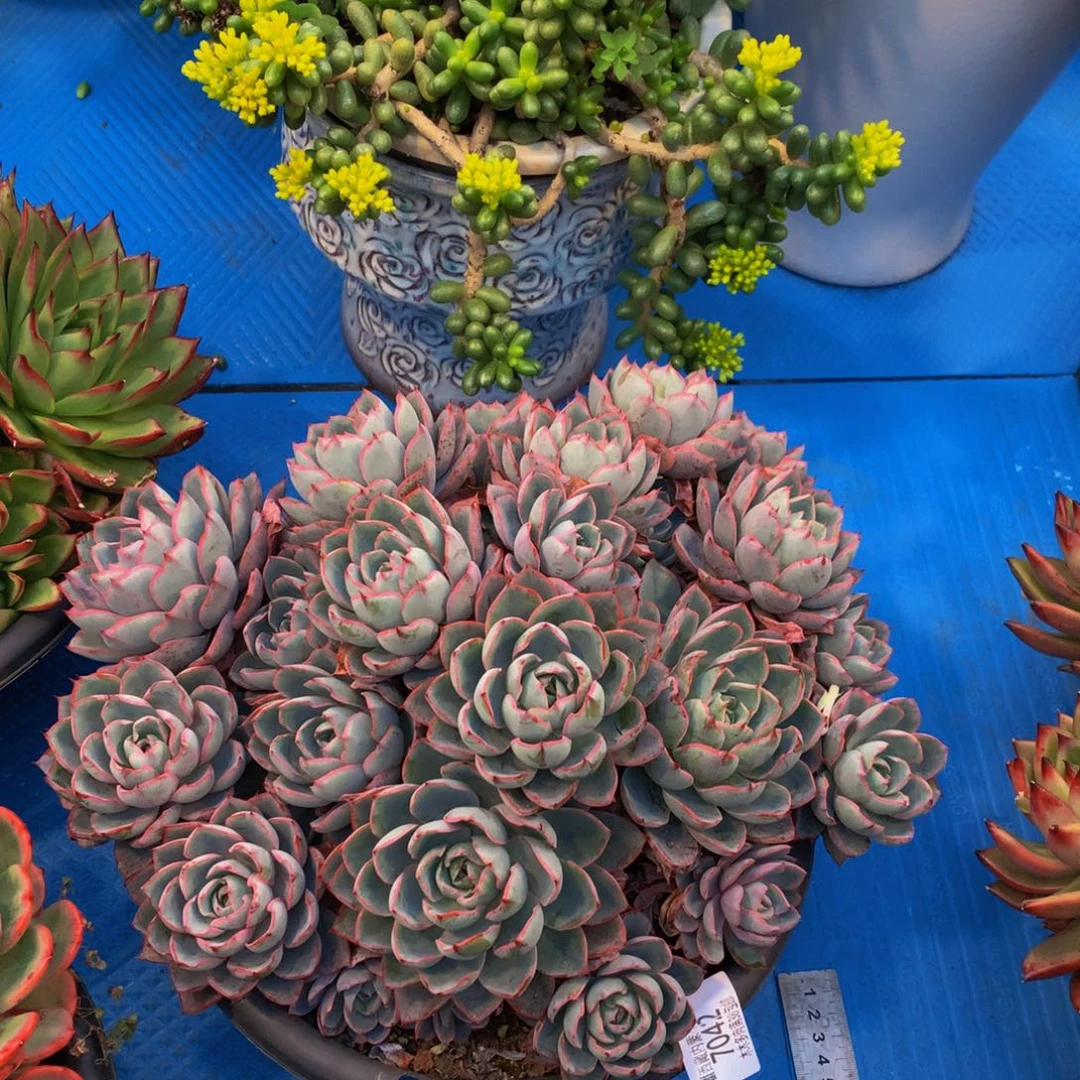 琳****97042赫拉多肉