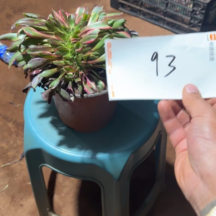 ****兜花蝴蝶缀化啊啊啊啊