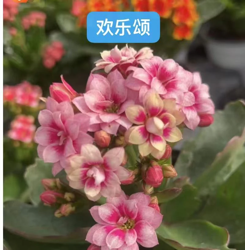 120欢乐颂长寿花