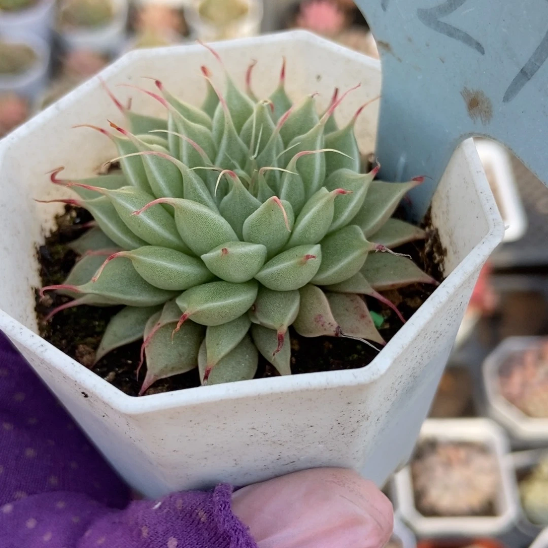 2127银星多肉植物