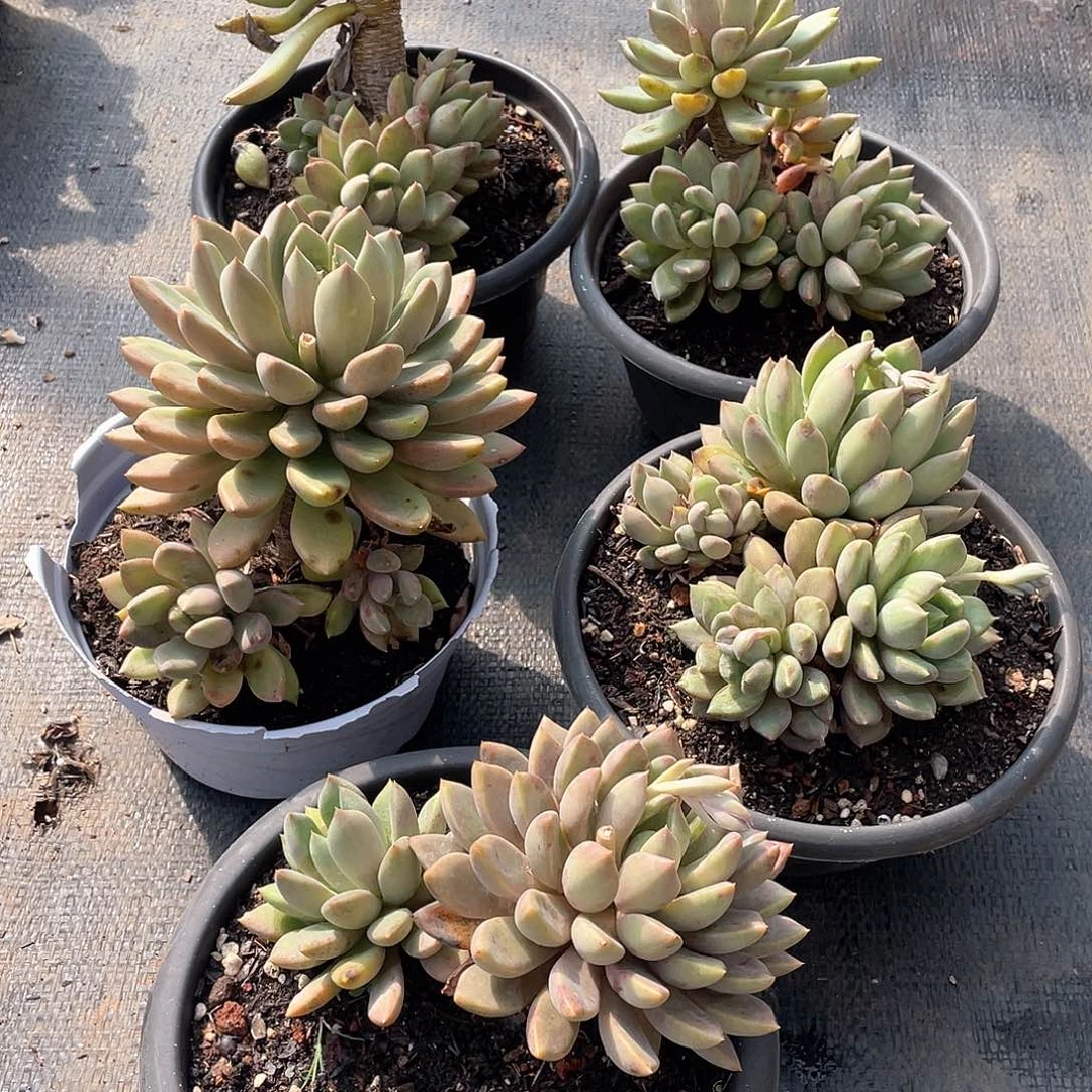 红象牙9.9米 量拍多肉