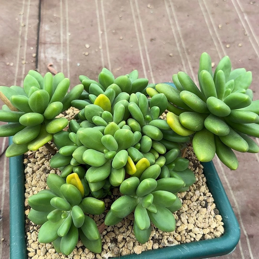 简***己多肉植物芒果奶系列