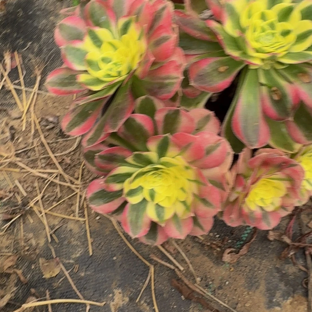 809多肉植物捧花的时候