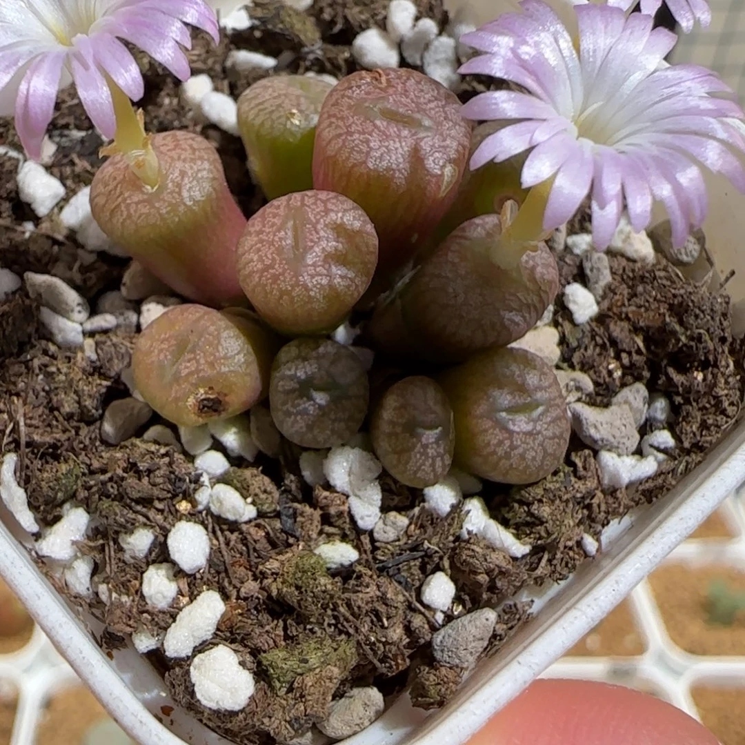 肉锥多肉植物组合-流水铜壶有疤446