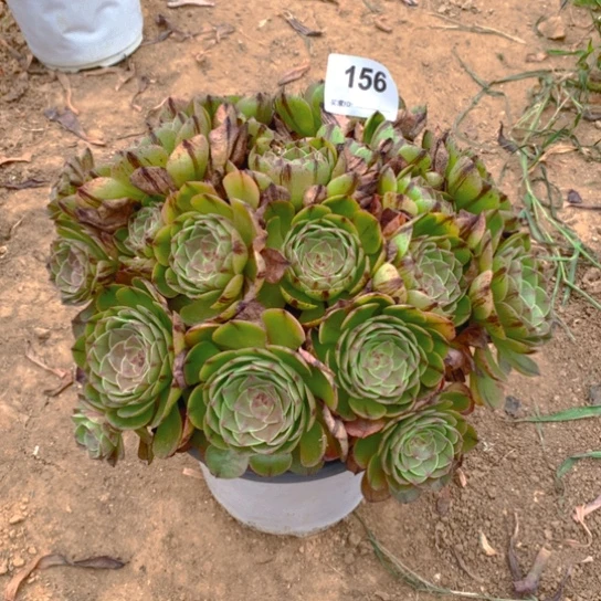 无花朵156多肉植物万拉丝