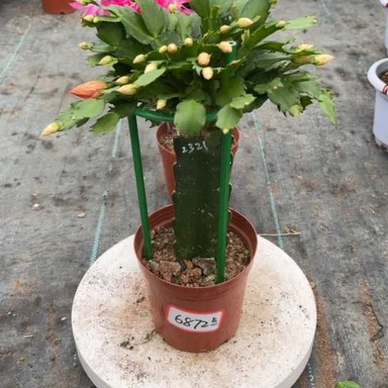 兰***色2321橙色蟹爪兰6872