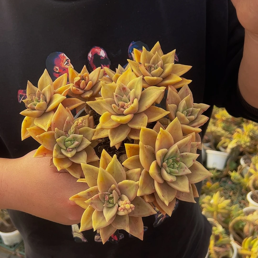 黄金表丽娜八头起发