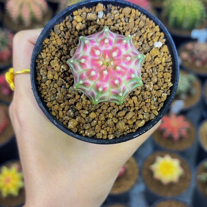 梦想轮回00000000006