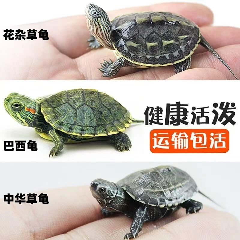 【2-3厘米】花杂龟草龟珍珠龟巴西龟黄耳龟随机一个【不包售后】