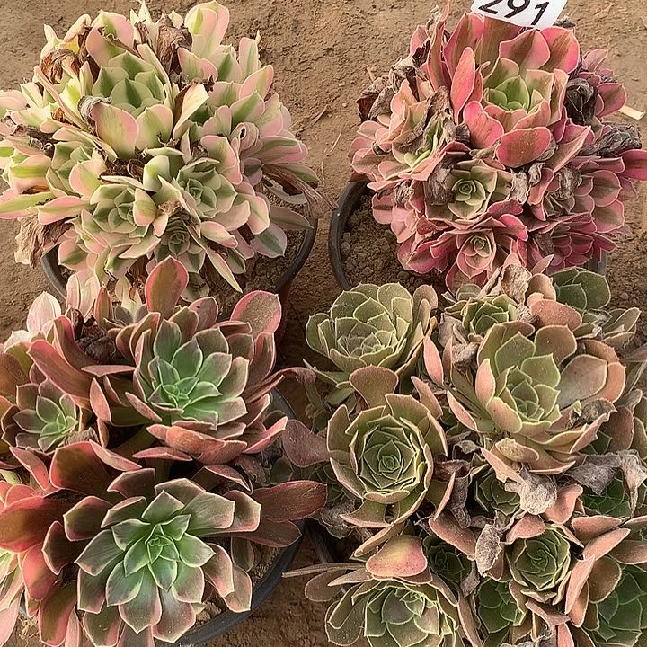 无花朵291四颗多肉植物组合