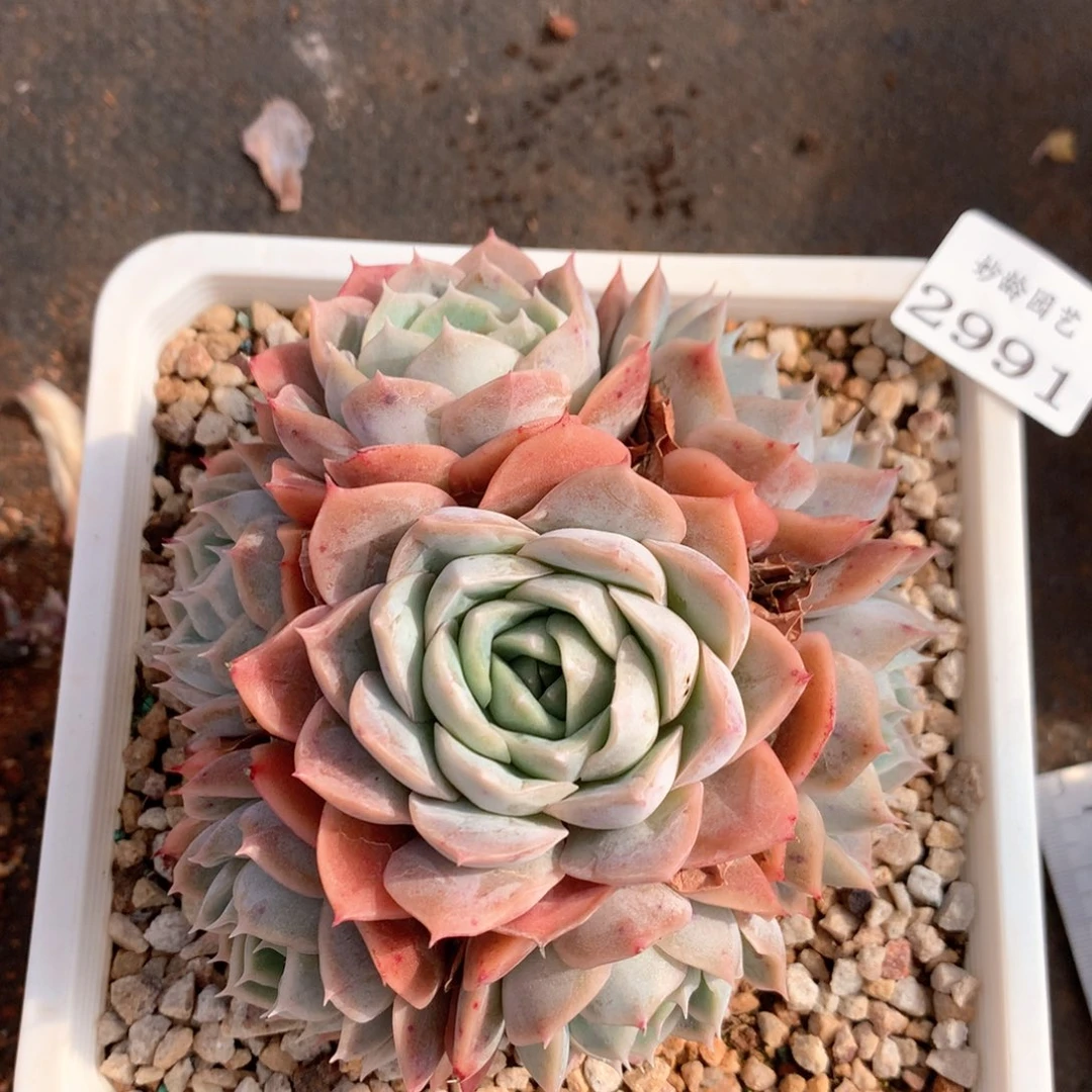 2991杂交多肉植物