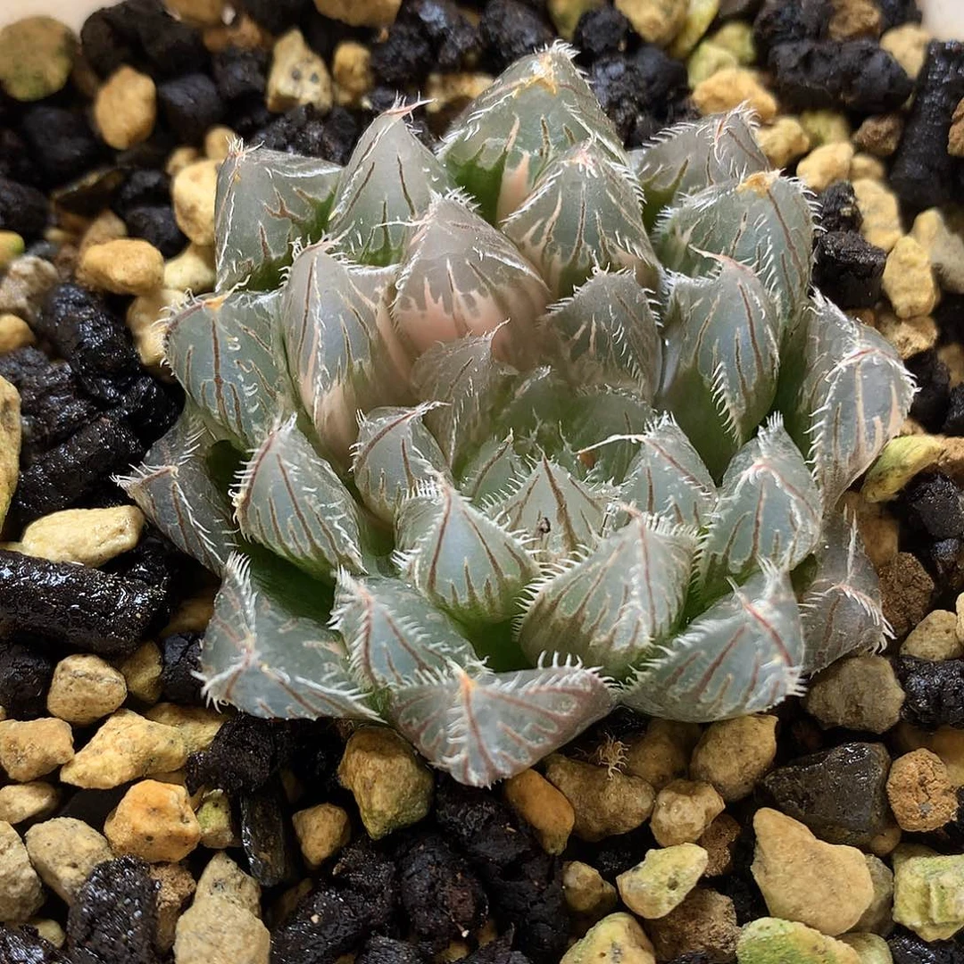 实生玉啊这是一dahuwol