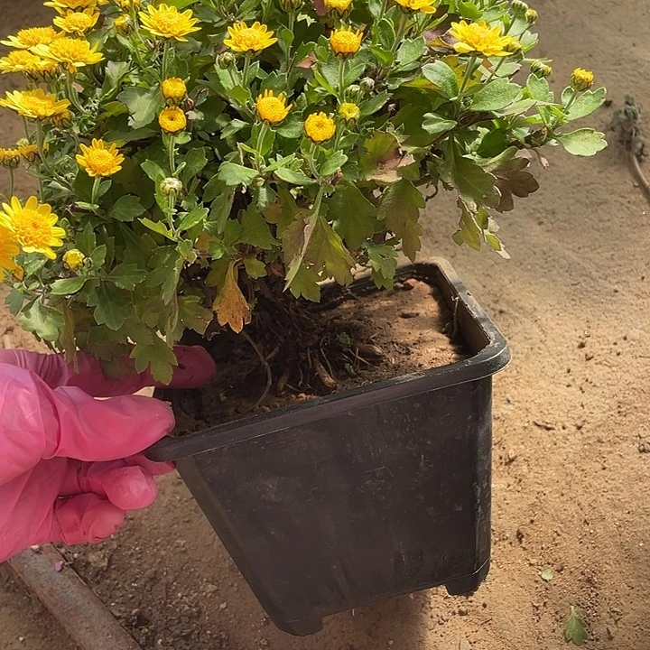 t***x完全开放80菊花菊花菊花家