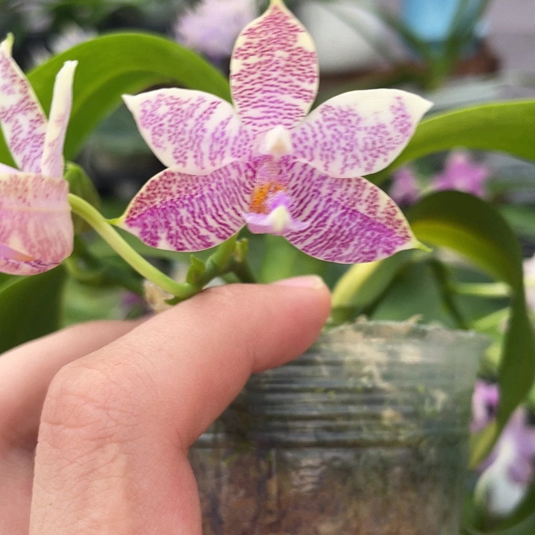 完全开放18叶瑕花期不保