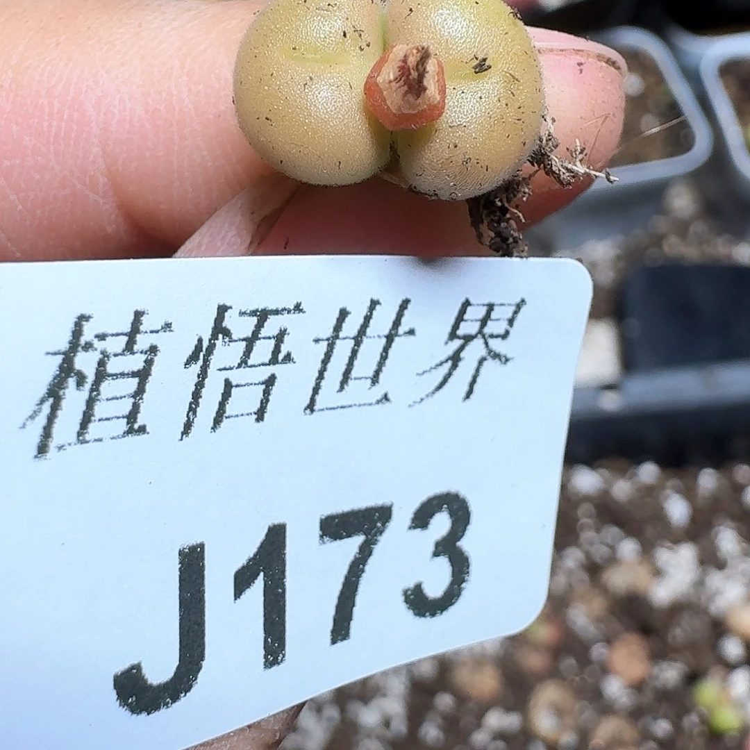 夏*173¥号：4多肉植物c