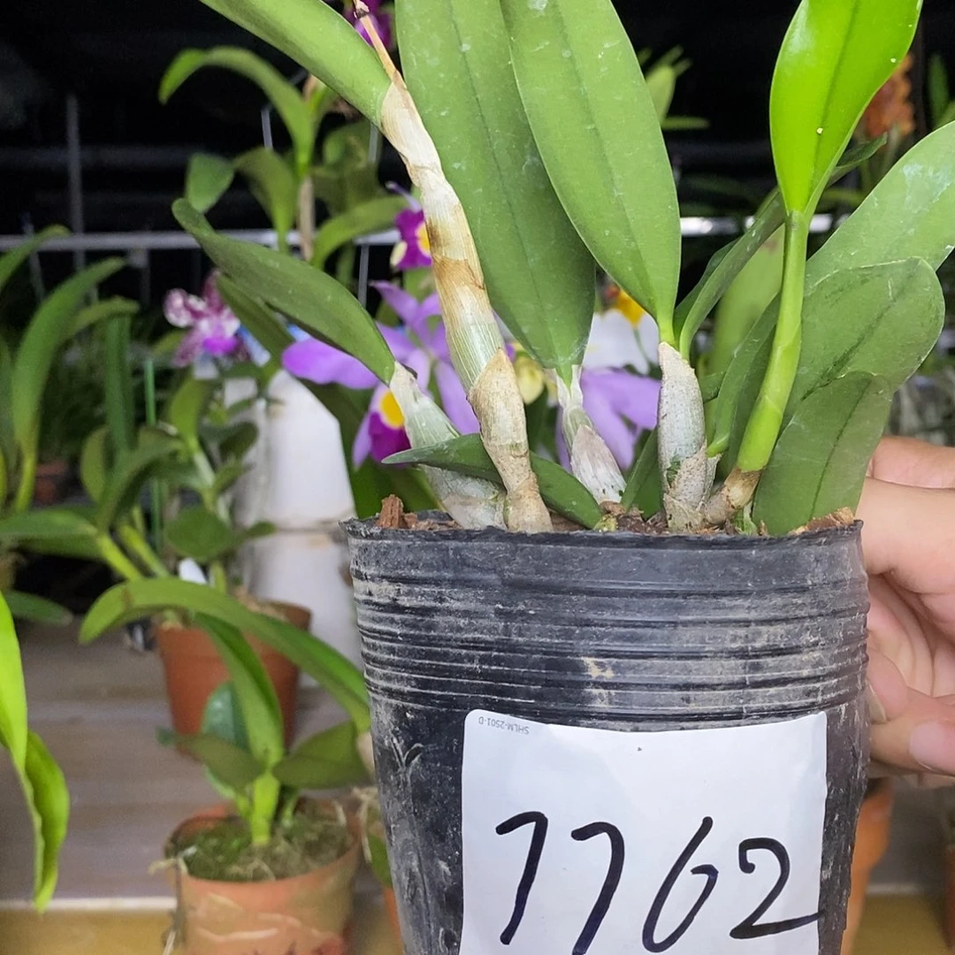 当前无花栽培后可以开花娟*蓝鸟