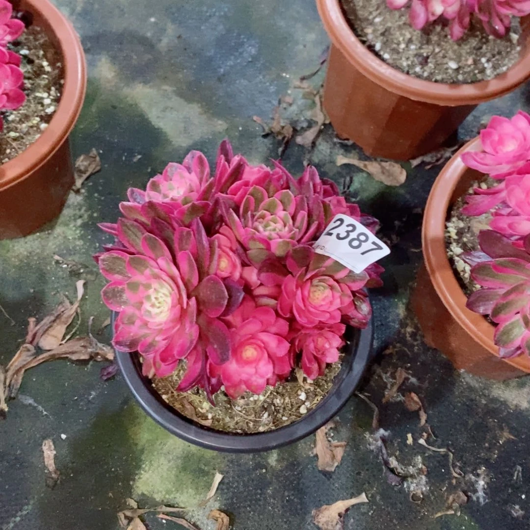 倾城2387多肉1111