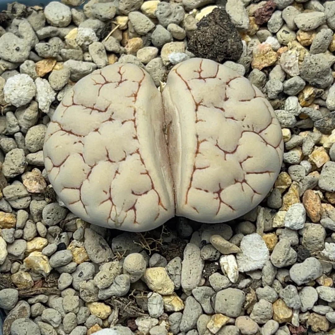 4292脑纹189一颗。