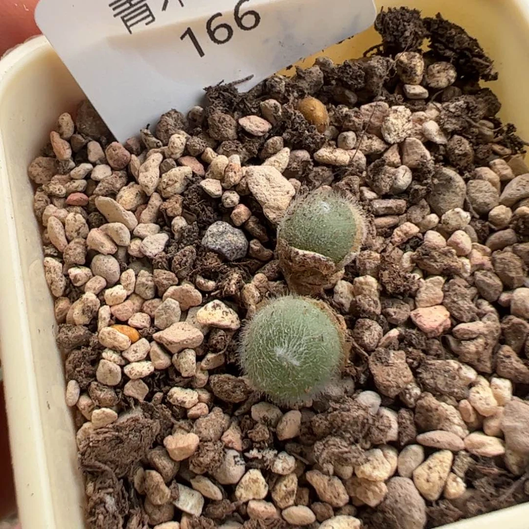 166…………………………………