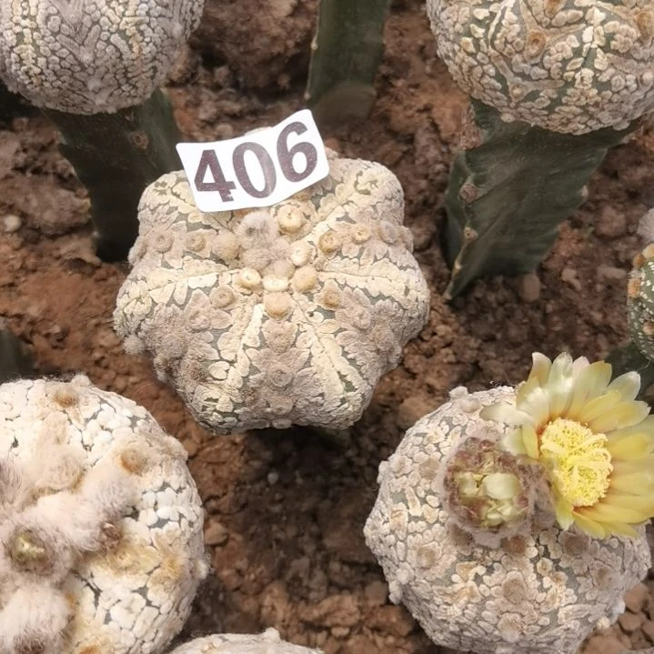豆***菜406号仙人球开花了