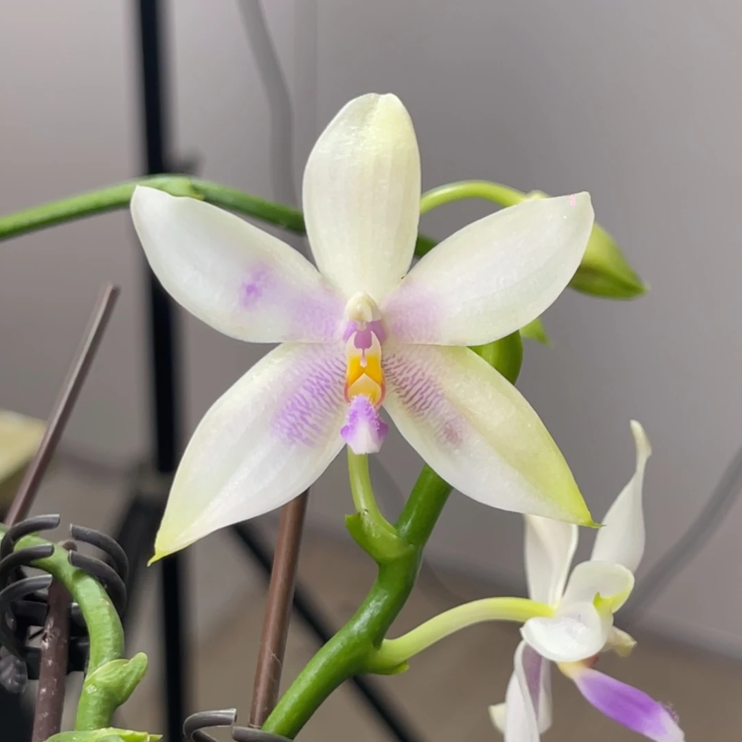 完全开放香妃-1114