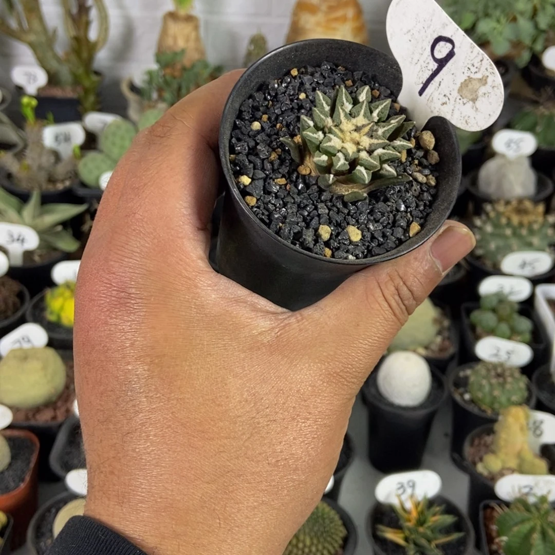 实生根黑牡丹一个