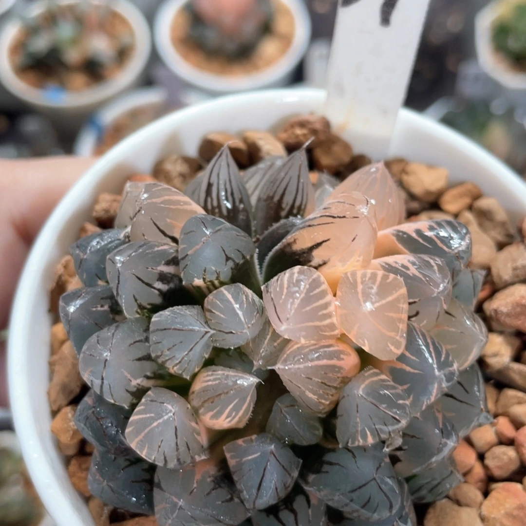 69霓虹灯群。