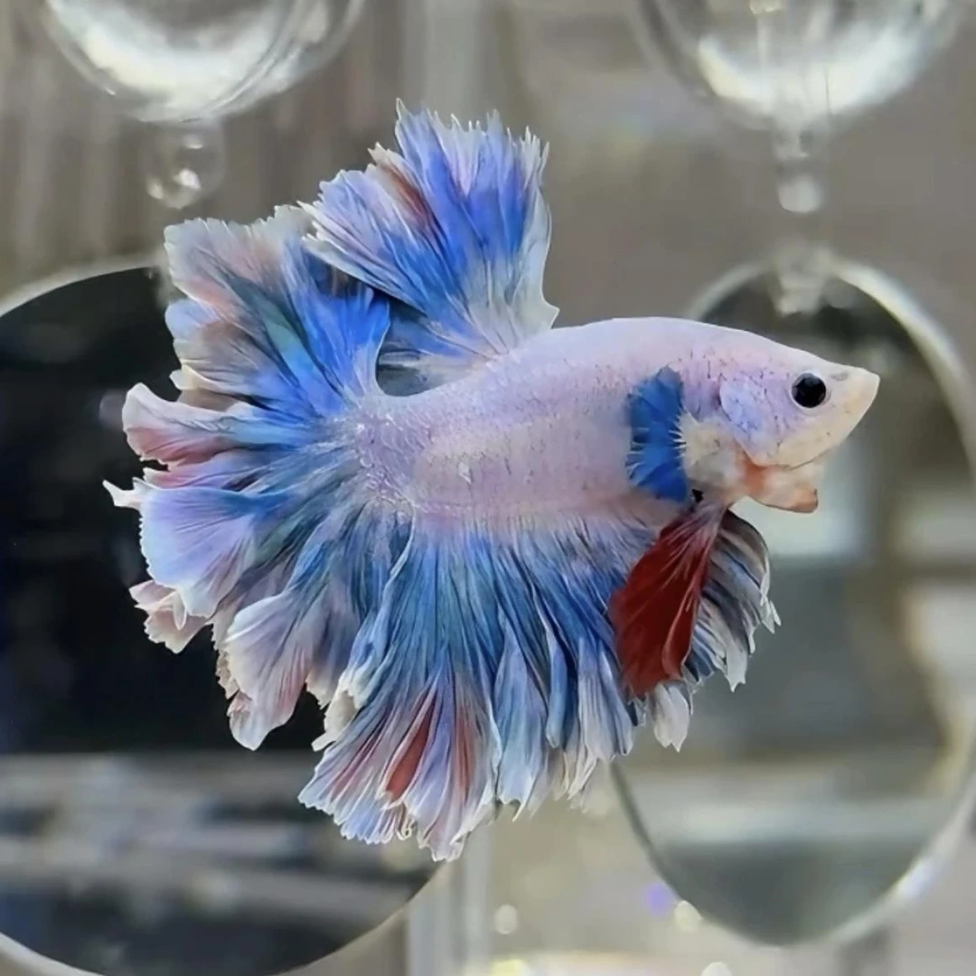 A15（338-360）泰国斗鱼小型热带观赏鱼（直播间选鱼）