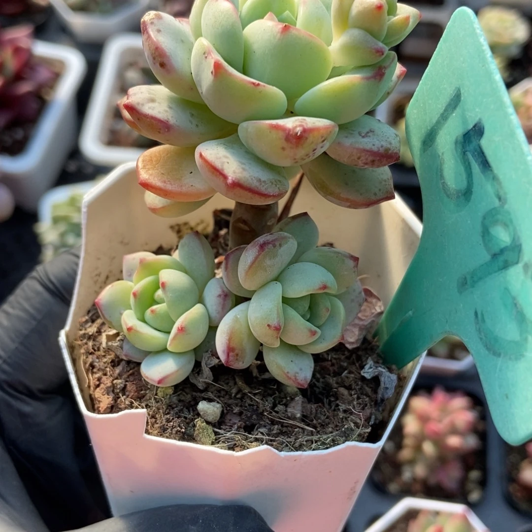 1593香草多肉植物