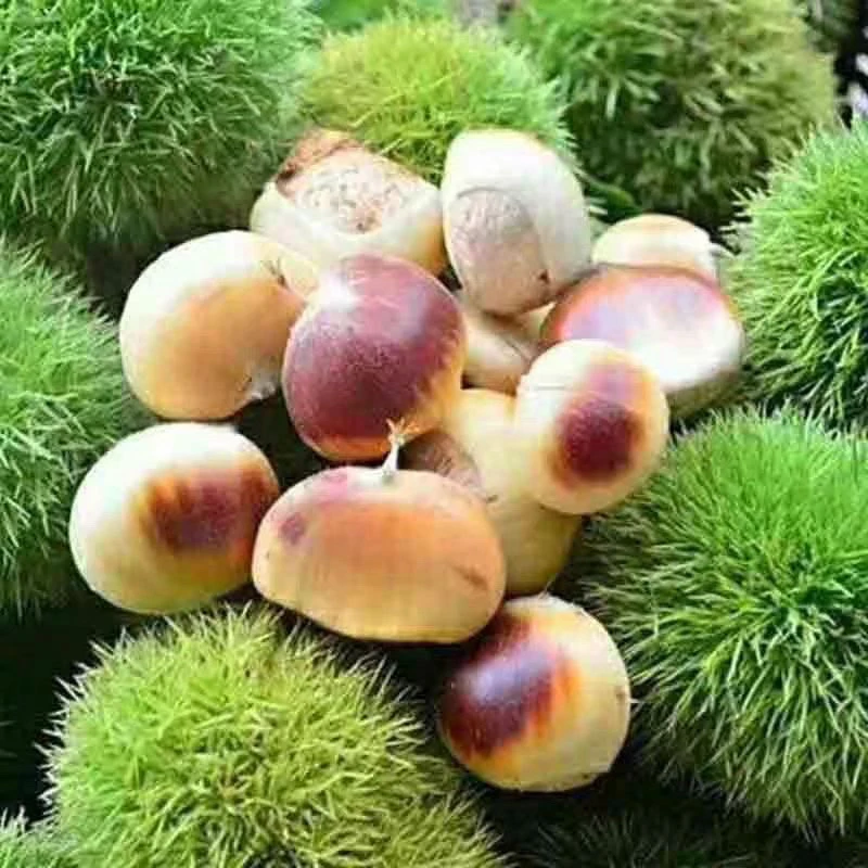 2025新货河南信阳当季新鲜白花壳生嫩板栗生吃嫩板栗新鲜