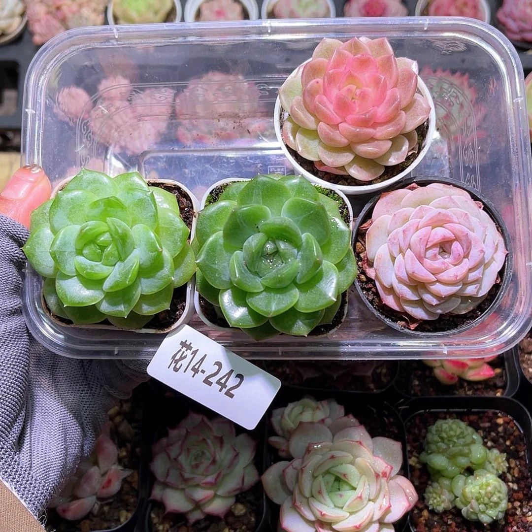 花14-242翡翠之星2➕新品2