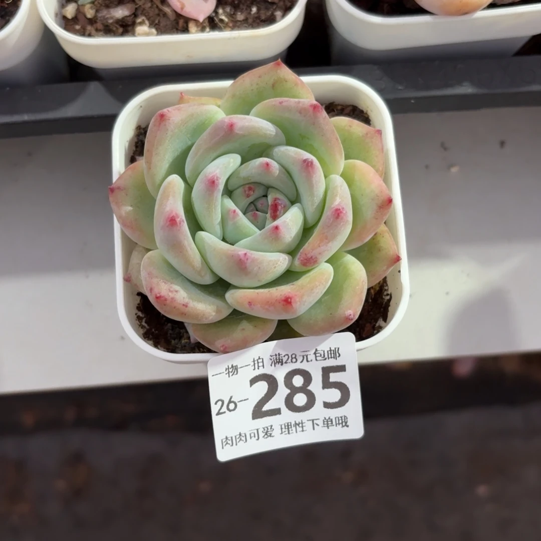 白拉糖无盆土发货无