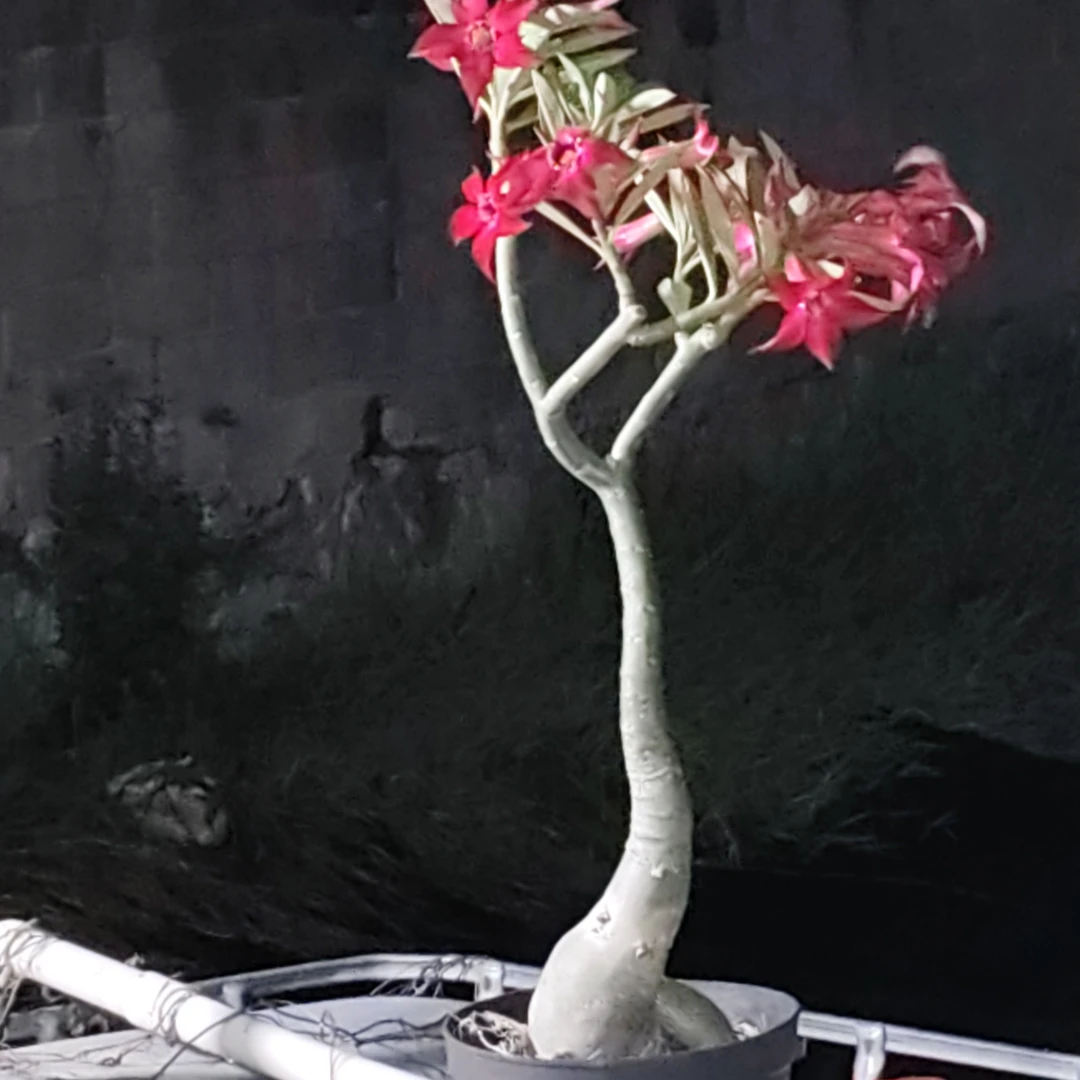 沙漠玫瑰盆栽四季开花好养易活花卉绿植