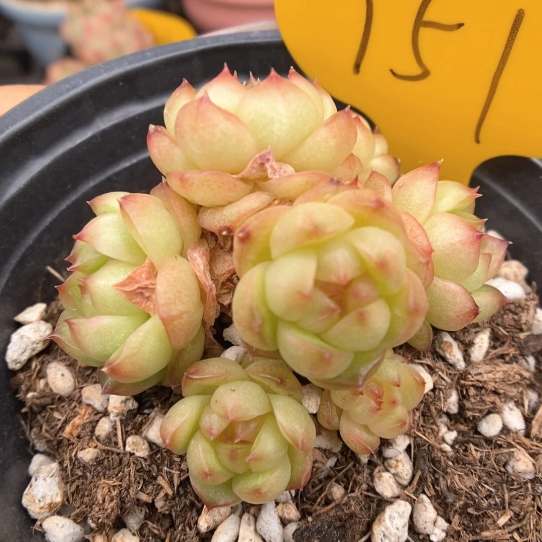 灯泡珍妮无砍群生751号。