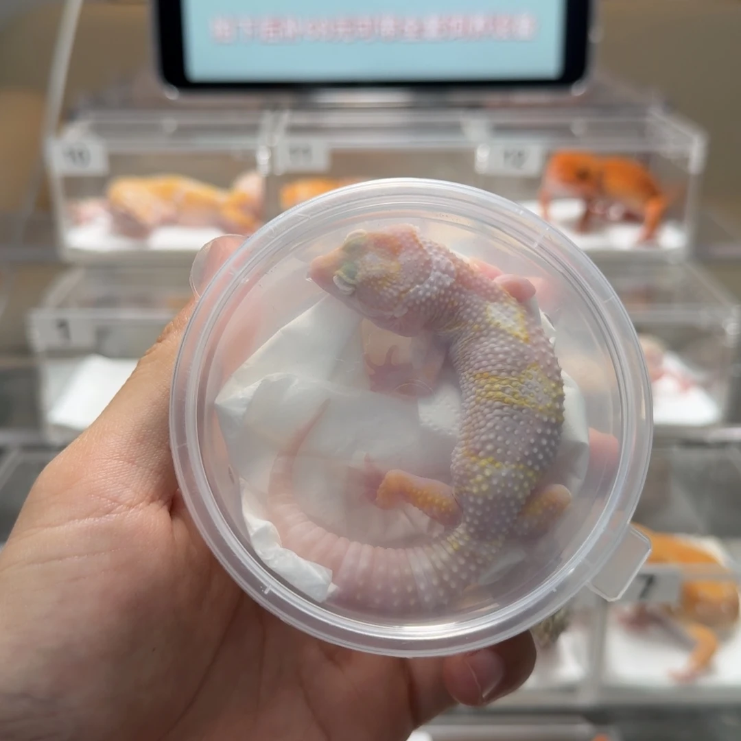 豹纹守宫瑕疵雪花蜡笔妹妹