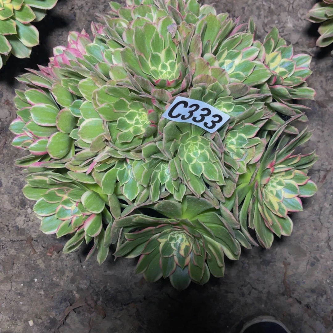 海燕法师16/////43包邮