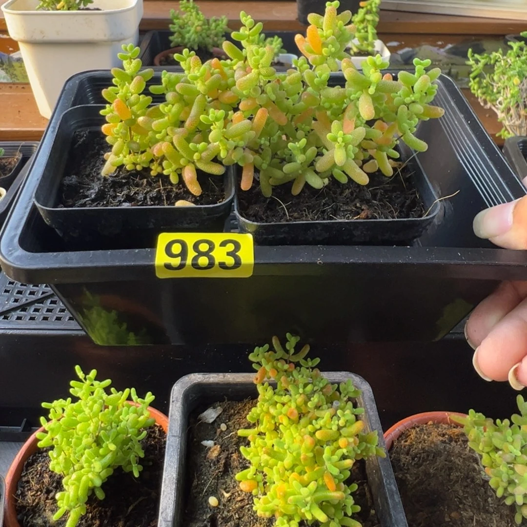 o***o枝干番杏多肉植物983