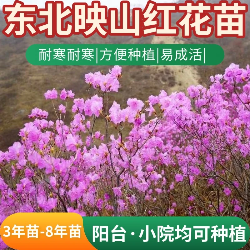 【映山红花】东北金达莱哒哒香绿植阳台小院耐寒耐旱3年杯苗1棵起